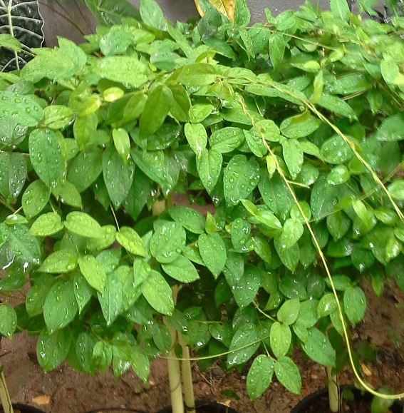 masbadda tea - image of about masbaddadiabetea