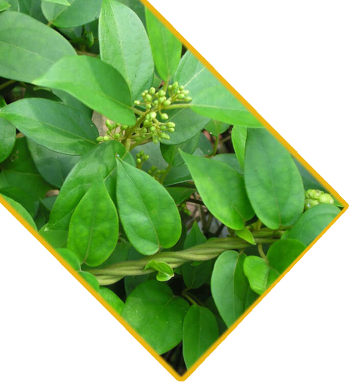 image of contact masbaddadiabetea
